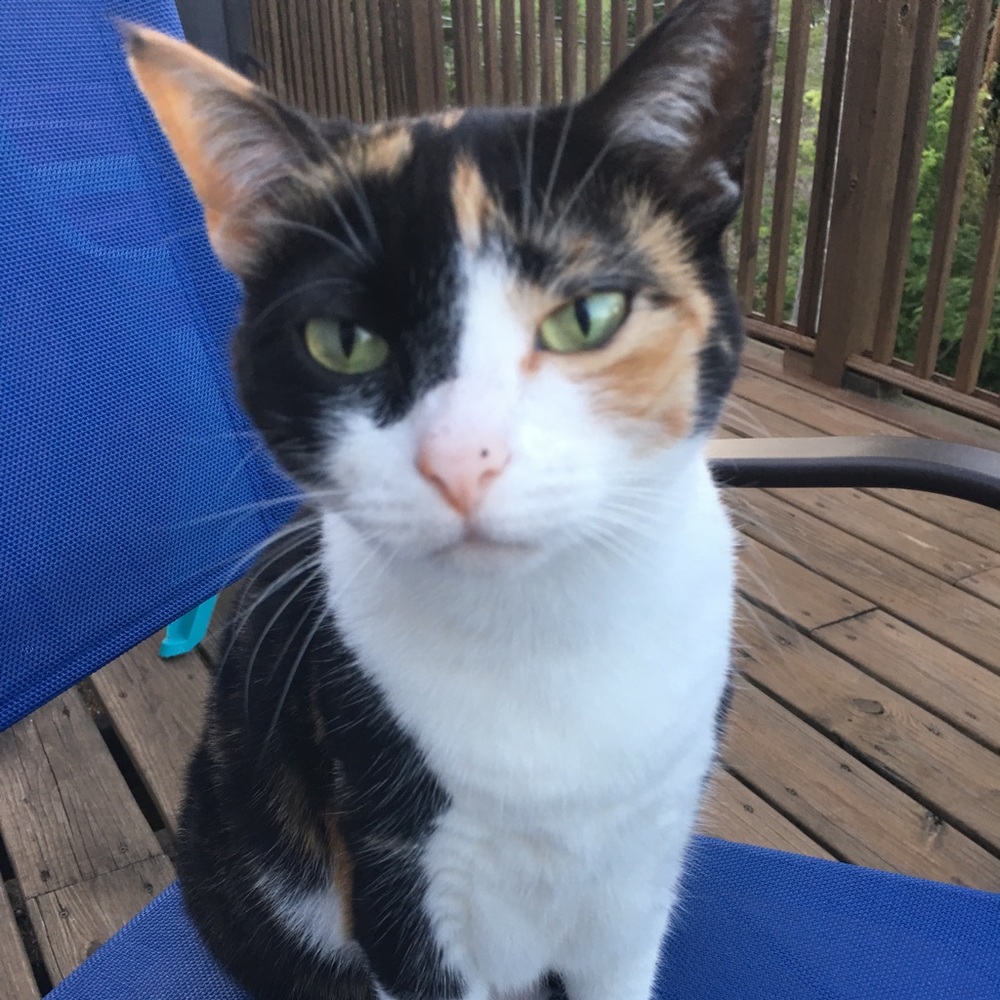 Meet your Posher, Dawn